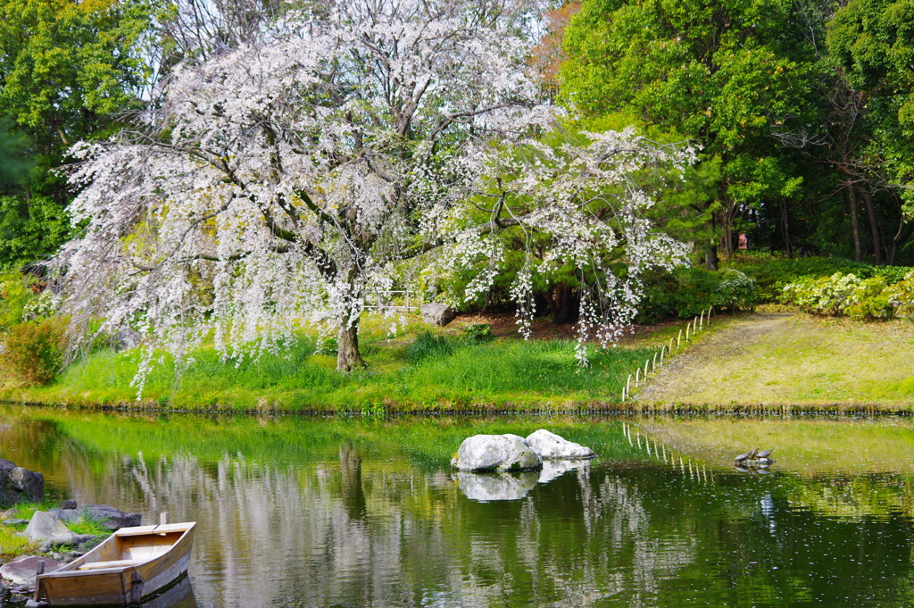 舟と亀と桜