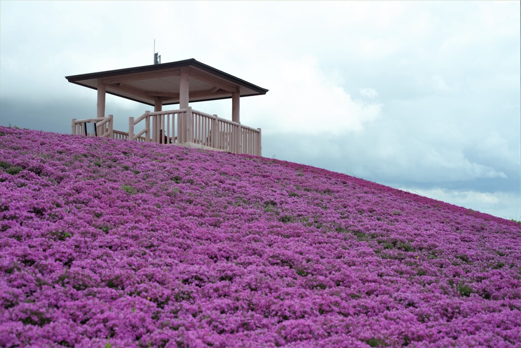 芝桜