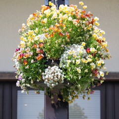 鉢植えの花