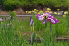 花しょうぶ