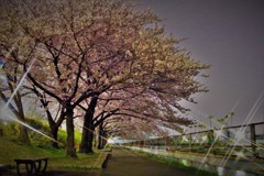 夜桜