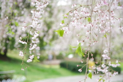 葉桜に