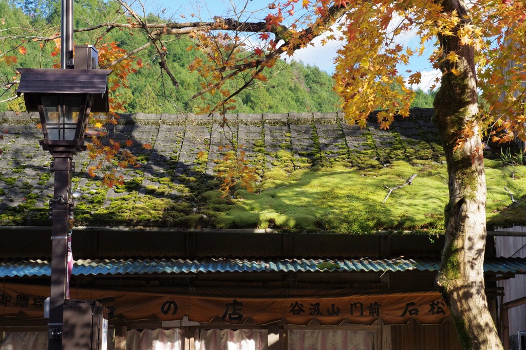 屋根の苔