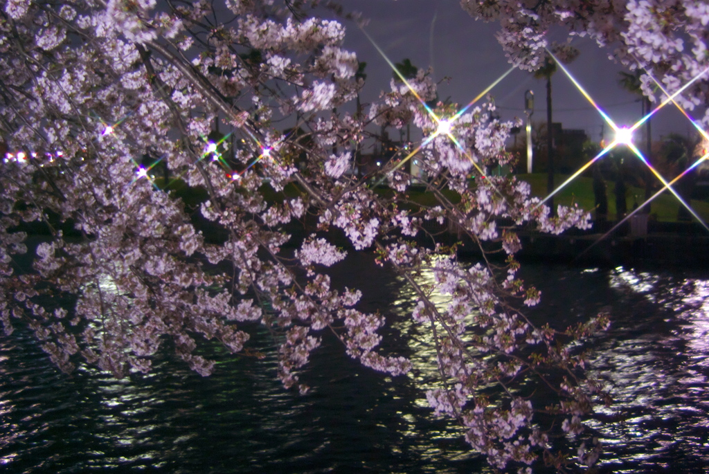 夜桜見物　4