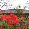 彼岸花　3
