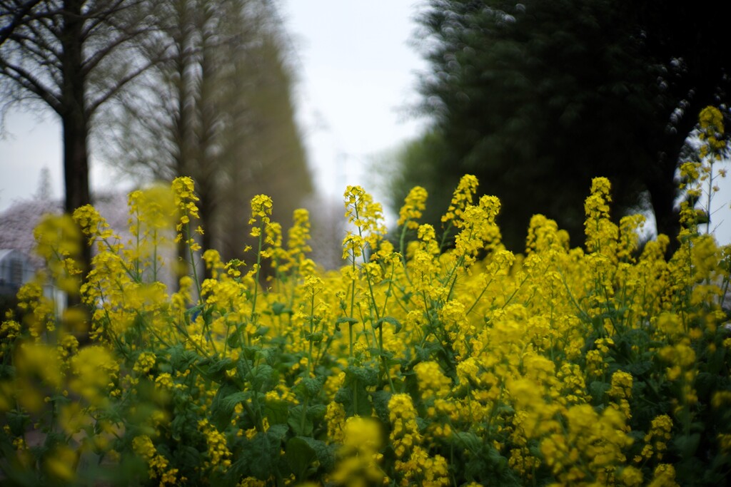 菜の花