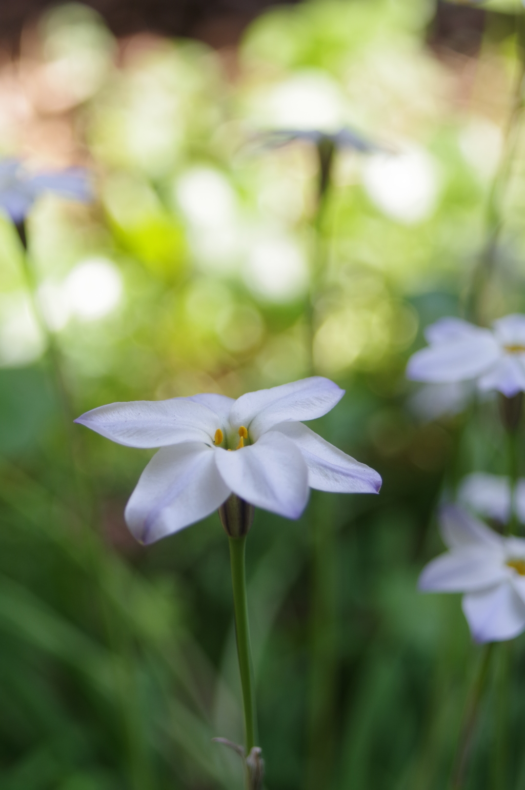 道端の花