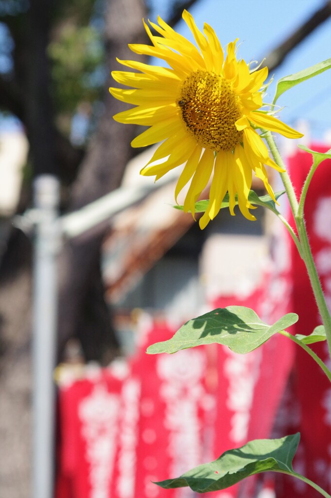 夏の終わり