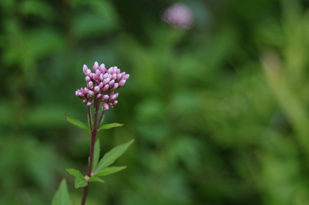 庭の花