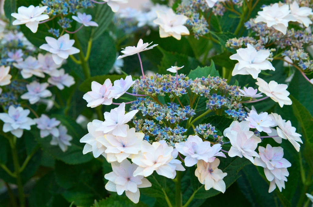 これも紫陽花？