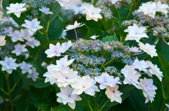 これも紫陽花？