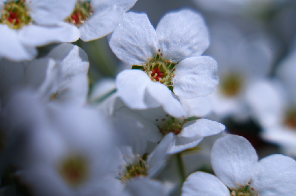 チビで白色の花