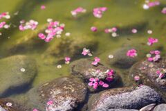 花筏