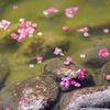 花筏