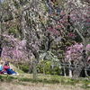 花見梅