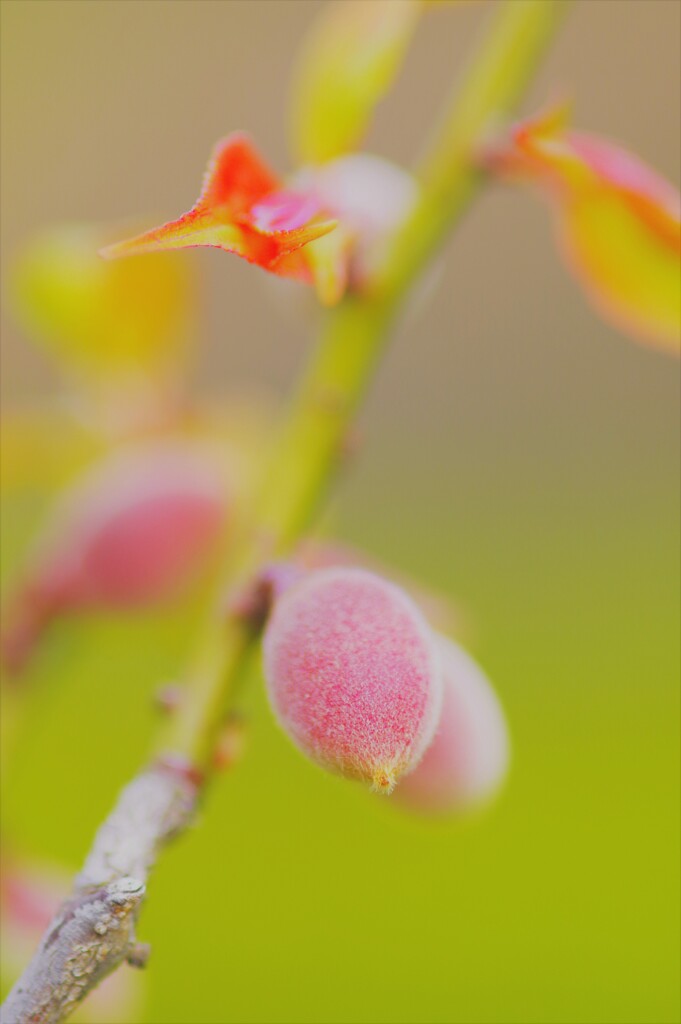 花の後