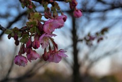 我が町にも桜の季節がやって来た！