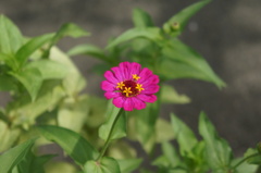 道端の花