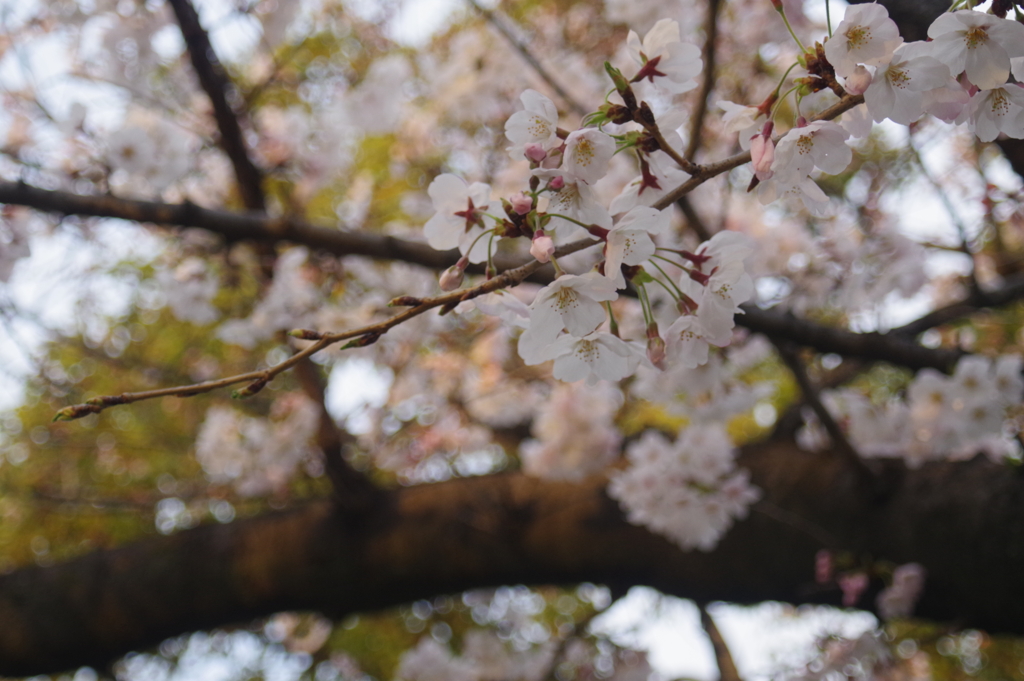 公園の桜