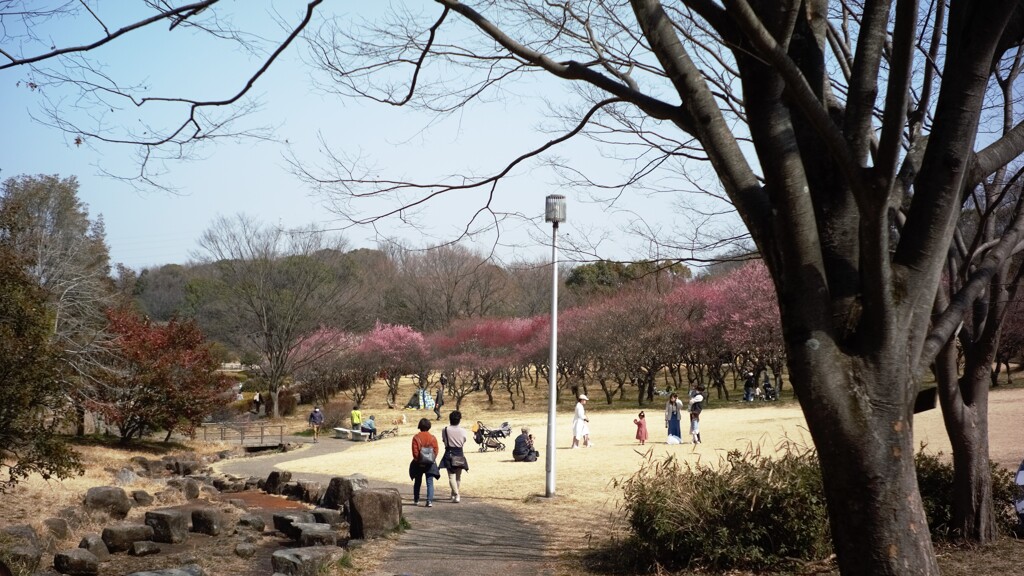 梅園広場