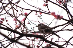 春の訪れ