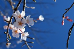 青空に咲く