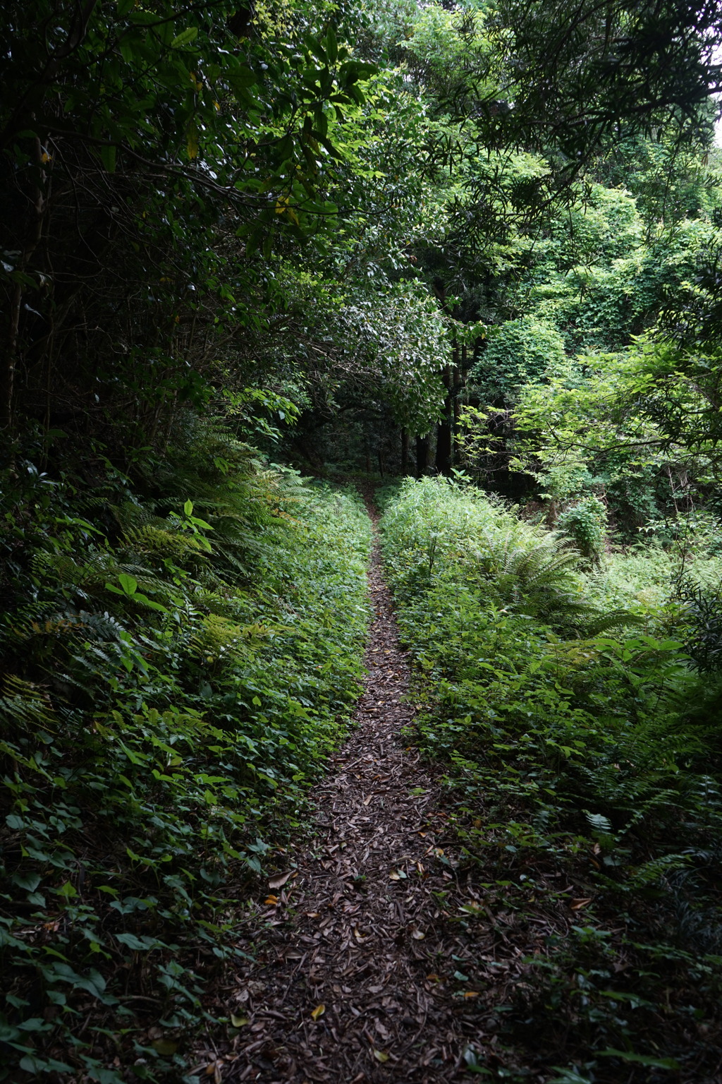 細い道