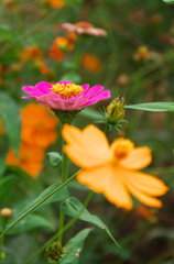 ピンクは目立つ