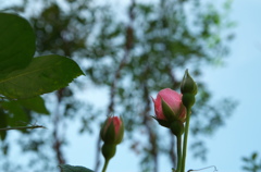 庭の薔薇
