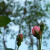 庭の薔薇