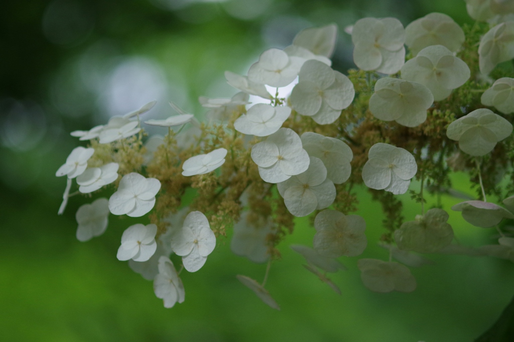 植込み