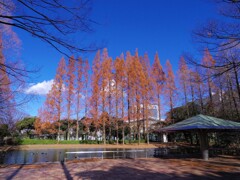 冬の空