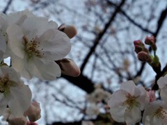 初、ソメイヨシノ