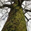 苔る