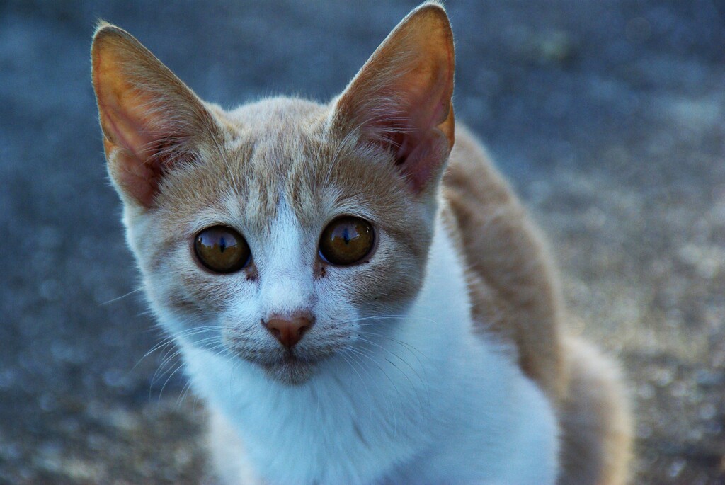 子猫