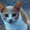 子猫