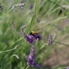 蜂