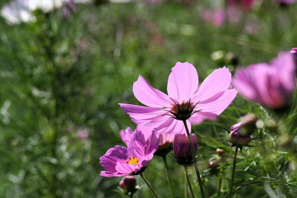 秋桜