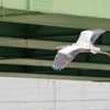 橋をくぐり抜けて