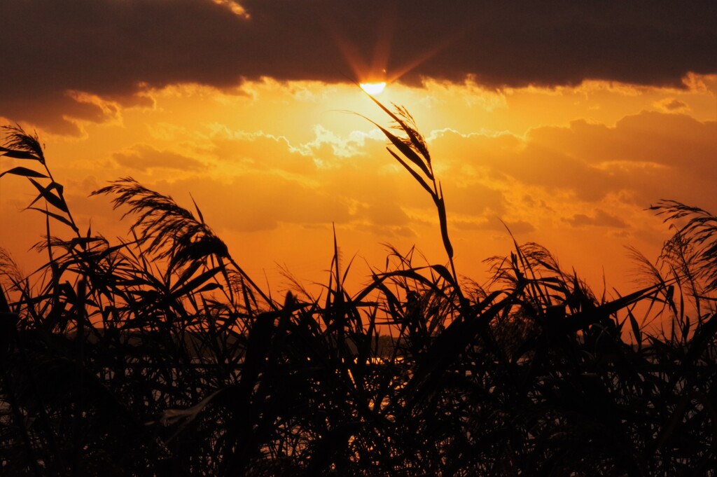 ススキと夕陽