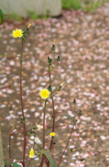小さい花