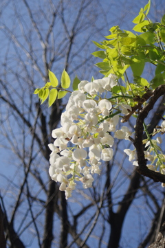 春の公園の花　4