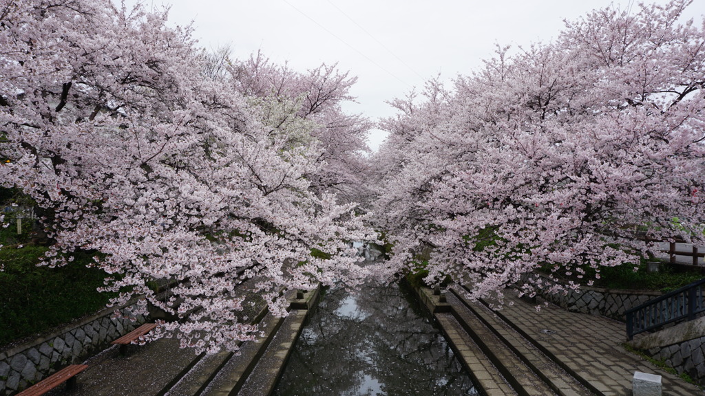 元荒川の桜並木