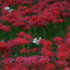 巾着田の曼珠沙華_2
