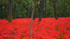 巾着田の曼珠沙華_1