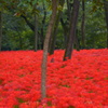 巾着田の曼珠沙華_1