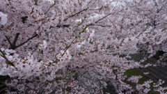 元荒川の桜並木