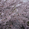 元荒川の桜並木