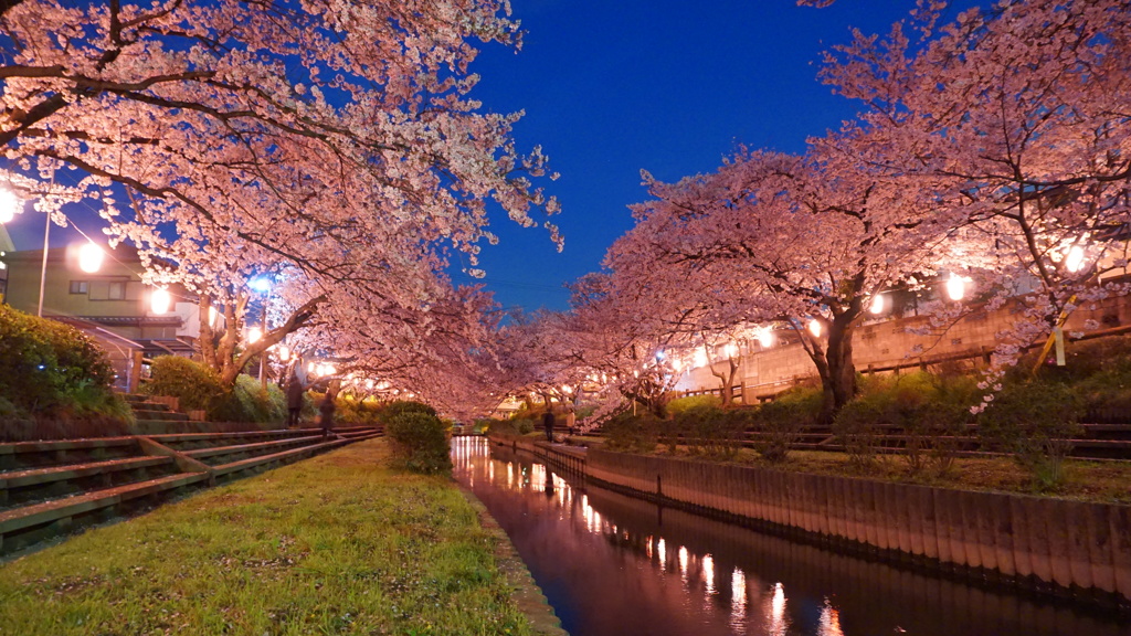 元荒川の夜桜_2