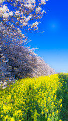 熊谷桜堤の桜